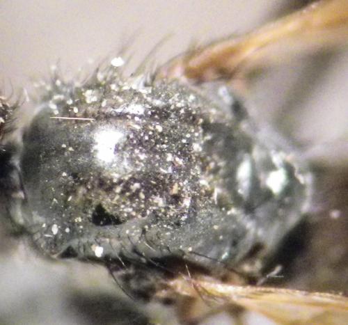 Rhamphomyia sulcata